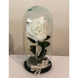 Rosa Eterna Premium ( Color ) Forever Bloom Color Blanco