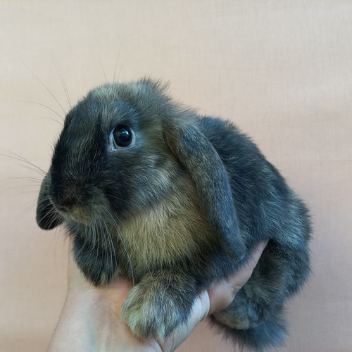 Mini Coelho / Mini Lop Uruguaio 