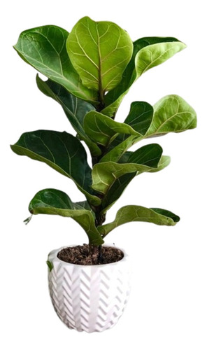 Ficus Pandurata Medidas Premium 3lts