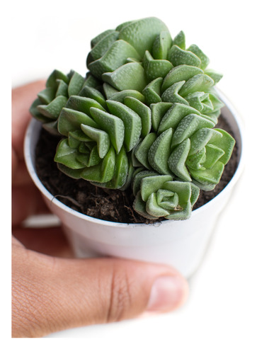 Crassula Dorothy Suculenta Colección N° 6