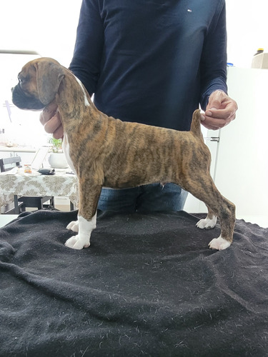 Cachorros Boxer Pedigree Internacional