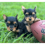 Cachorros Yorkie Bogotá Pura Raza Animal Pets Colombia 