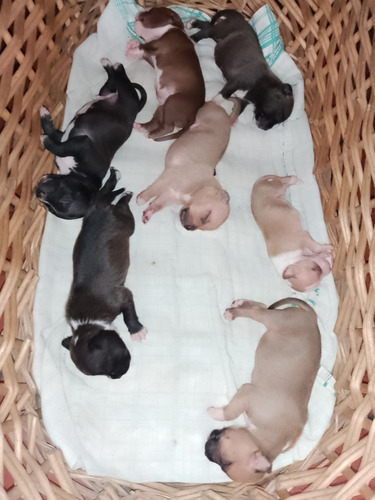 Cachorros Pitbull/. 24 Días , 3 Disponibles, Reserva