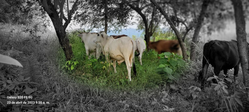 Finca Barata  485.000 M2.clima Calido.ideal Para Proyectos Agricolas, Ganaderos, Recreación. Zona Totalmente Segura . Bordeada Por El Rio Cucuana, Yacimientos De Agua, Vias De Acceso En Automovil