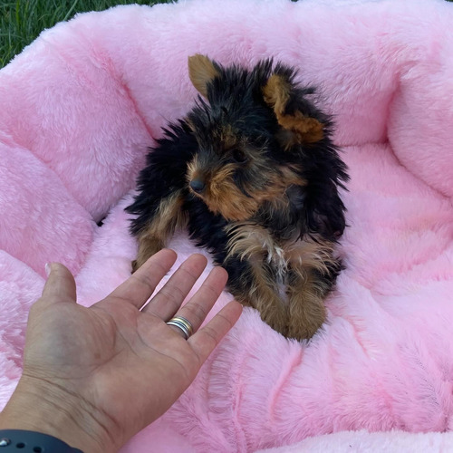 Pequeños Machitos Yorkshire Terrier Inscritos Kcc