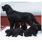 Labrador Maravillosos Cachorros Padres Con Pedigrí