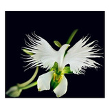 300 Sementes Orquídea Pombo  Branco Exóticas Frete Grátis