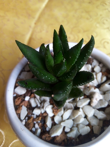 Haworthia Coarctata Greenni 