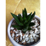 Haworthia Coarctata Greenni 