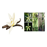 Orquídea Vainilla Paphiopedilum Epidendrum Y Arbol De Orquid