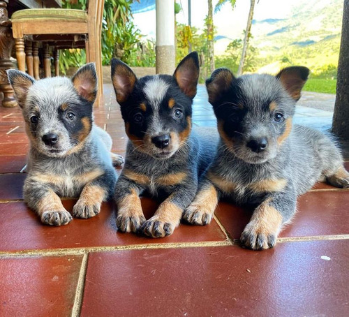 Cachorros Pastor Australiano 