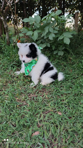 Cachorro Pomeranian Panda Animal Pets Colombia 