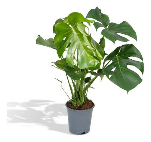 Planta Monstera Deliciosa -costilla De Adán