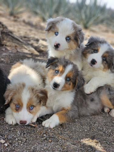 Australian Sheperd Cachorros