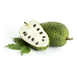 Planta De Guanabana (graviola) - Arbol Frutal!!! Plantin