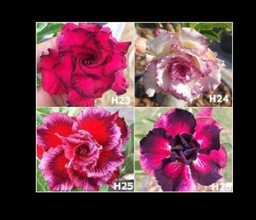 Kit De 4 Rosas Del Desierto Adenium Mg