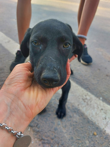 Perros En Adopción 