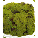 Musgo Verde Bonsái Terrario Sustrato 100% Orgánico 250 Gr :)