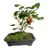 Bonsai De Amora Bonsai Frutífero Árvore Japonês Frutifica