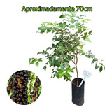 Muda De Jabuticaba Híbrida (produz Rapidamente) 70cm