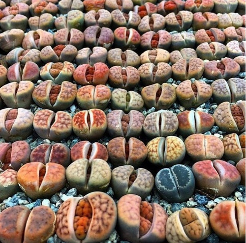 Lithops Cactus Piedra Combo 10 Unidades Plantas Raras (av,l)