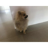 Filhote De Spitz Alemão- Lulu Da Pomerania Anão