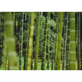 50 Semillas De Bambu Mamut