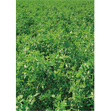 Semillas De Alfalfa Rr Con Inoculante Verde Aplicado X 15 Kg
