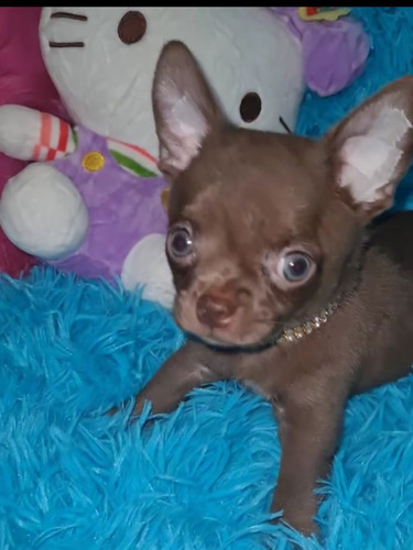 Machito  Chihuahua !! Choco Ojos Claros