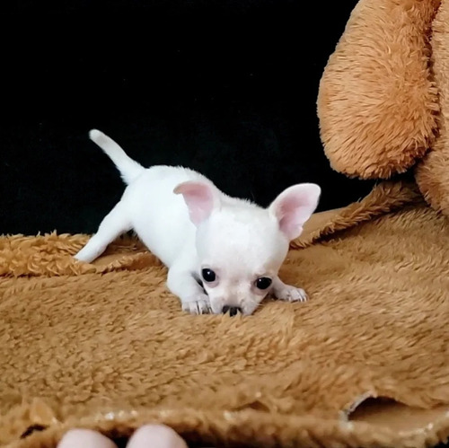 Filhote Fêmea De Chihuahua Chiuaua Pelo Longo Branca 