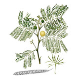 Pack De 54  Plantas De Acacia Blanca - Leucaena
