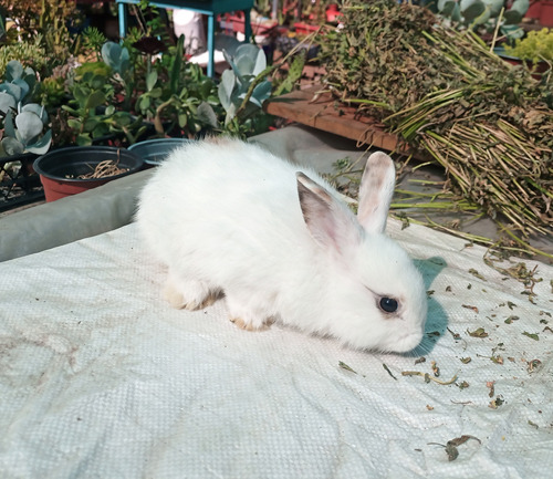 Conejos Mascotas Solo Retiro En Tienda