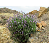 Lavanda Dentata Paquete 12 Piezas 