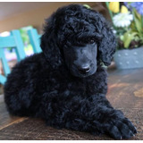 Cachorro Caniche Mini Toy Negro 003