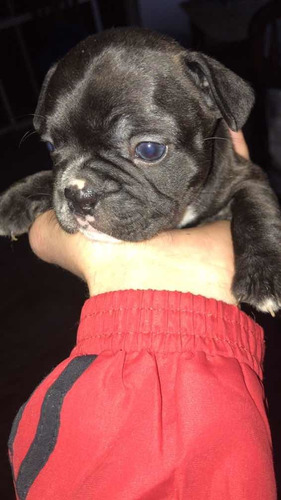 Cachorro Bulldog  Frnaces Atigrado