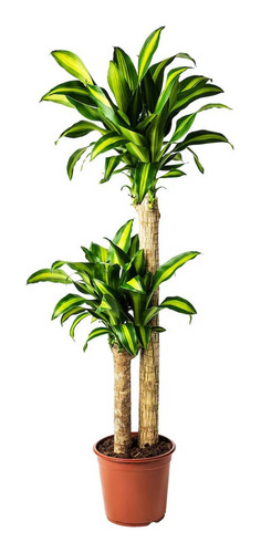 Planta Tronco De Brasil Dracaena Massangeana 50cm Materan 12
