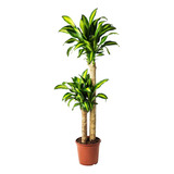 Planta Tronco De Brasil Dracaena Massangeana 50cm Materan 12