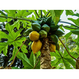 200 Semillas De Fruta Papayuela, Árbol De Papayuela.