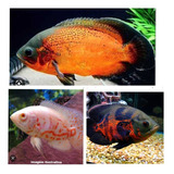 Peixe Oscar Red Tigre Albino/ Oscar Bronze / Oscar Red Tigre