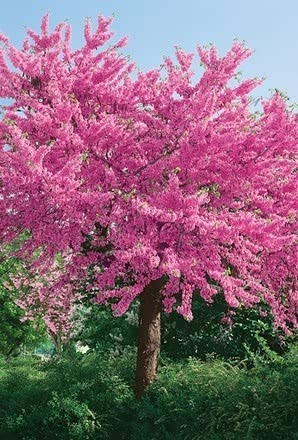 40 Sementes Judas Tree Cercis Siliquastrum Bonsai P/ Mudas