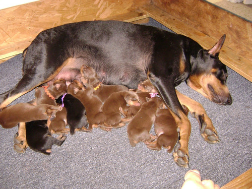 Doberman Bonitos Filhotes