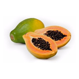 100 Sementes De Mamao Papaia  Papaya  