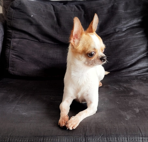 Chihuahua Macho Pelo Curto