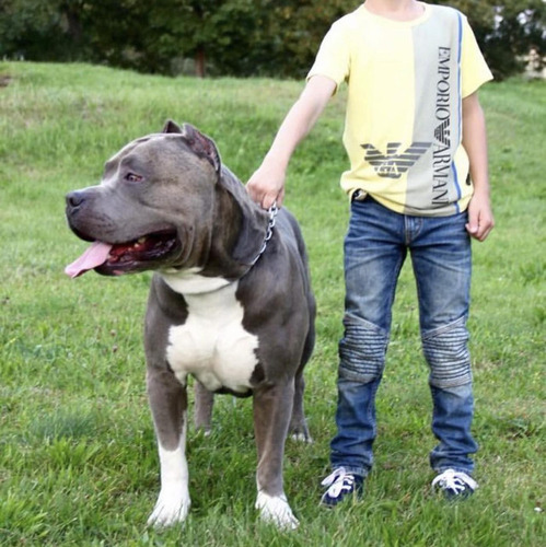 Pitbull Blue Cachorros Genetica