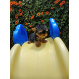 Cachorro Yorkshire Terrier  Tea Cup- Macho