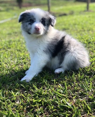 Cachorros Border Collie Hembra Merle Disponibles Envíos