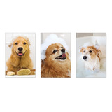 Kit 3 Quadros Decorativos Pet Shop Cachorros Banho 0032ktpl