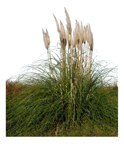 Cortadera Cortaderia Selloana Planta Nativa Pampa Grass