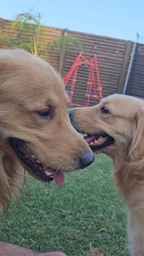  Golden Retriever Cachorros Hembra Y Machos Disponibles