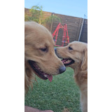  Golden Retriever Cachorros Hembra Y Machos Disponibles